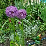 Apartment Haus Flora -