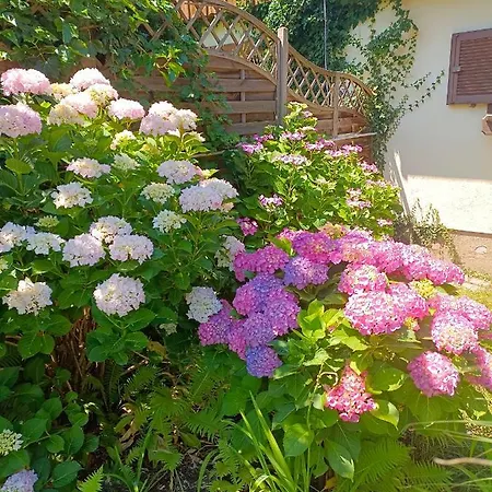 Apartmán Haus Flora - *