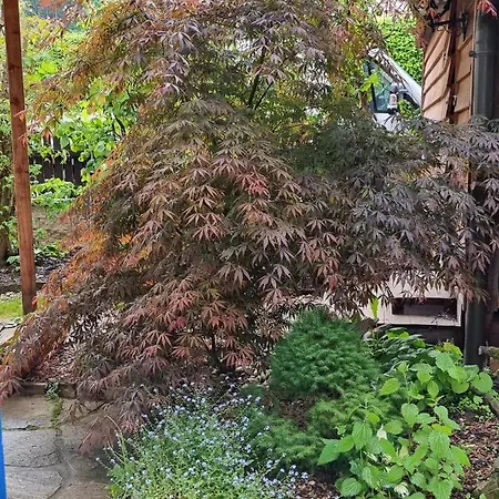 Haus Flora - *