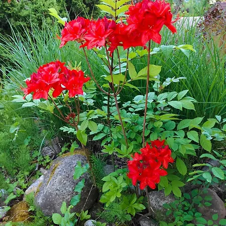 Haus Flora - Appartement *