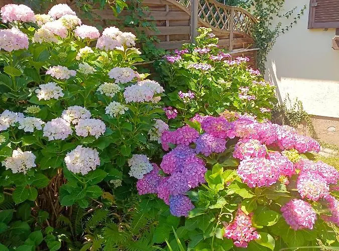 דירה Haus Flora - *