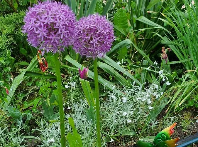 Apartament Haus Flora -