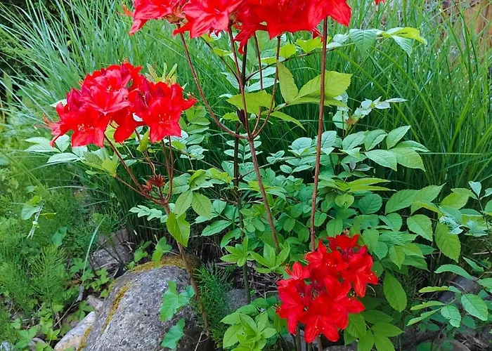 Haus Flora - דירה *